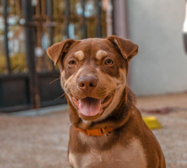 Surgery Fund: Critical Cases