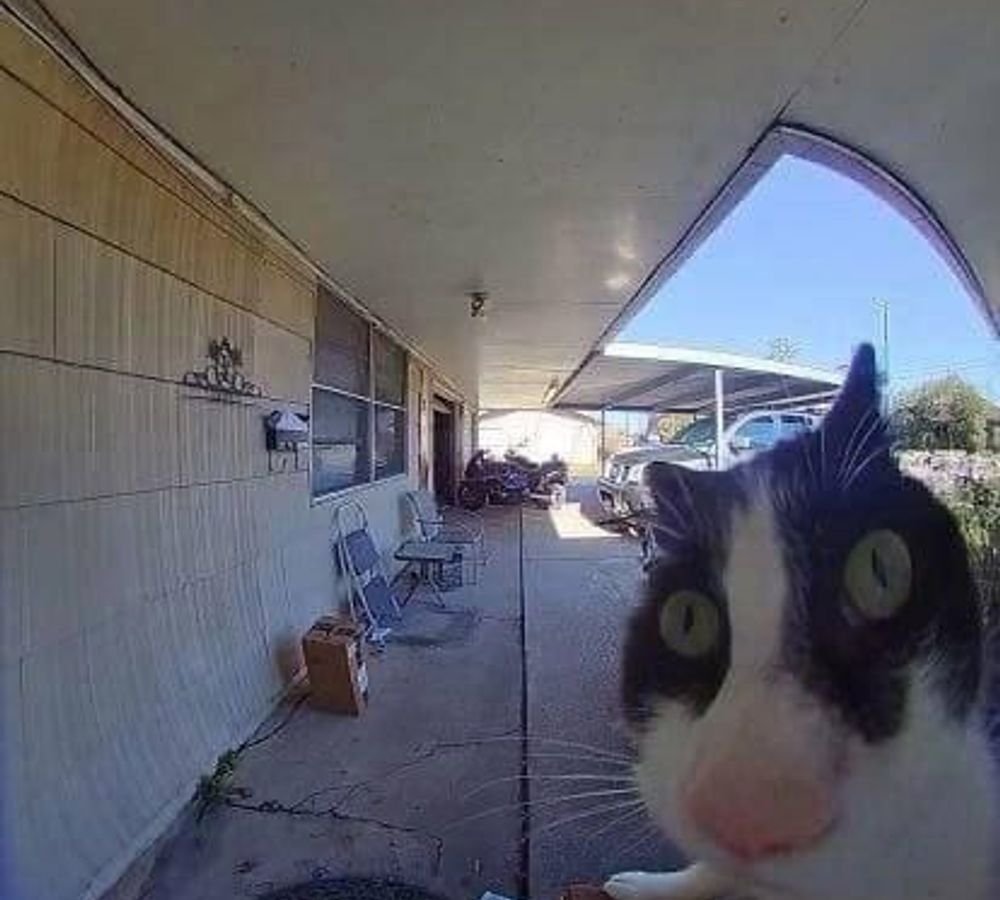 Food & Shelter for Strays